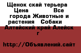 Щенок скай терьера › Цена ­ 20 000 - Все города Животные и растения » Собаки   . Алтайский край,Алейск г.